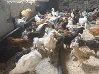 Chickens — foto 4