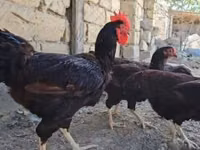 Chickens — foto 6