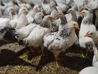 Chickens — Foto 5