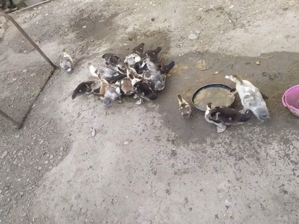 Domestic Muscovy — Ozarbayjon
