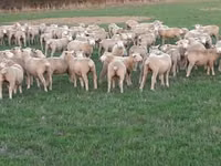 Qoyun, Ile-de-France sheep — foto 2