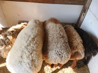 Oveja, Ovejas — foto 3