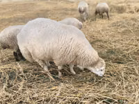 Qoç, Bardhoka sheep — foto 1