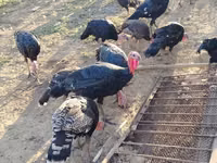Geniş Göğüslü Beyaz — foto 2