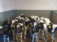 ثور, Russian Black pied cattle — الصورة 5