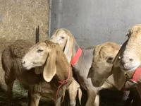 பெண் ஆடு, Arashan sheep — புகைப்படம் 1