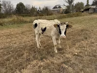 Cow, Alatau breed — photo 7