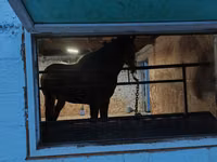 Cheval, Arabian horse — photo 4