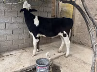 பசு, Russian Black pied cattle — புகைப்படம் 4