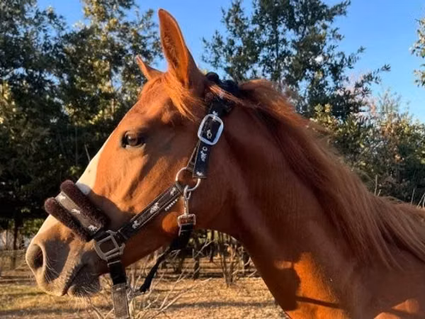 Horse (M), Quarter Horse
