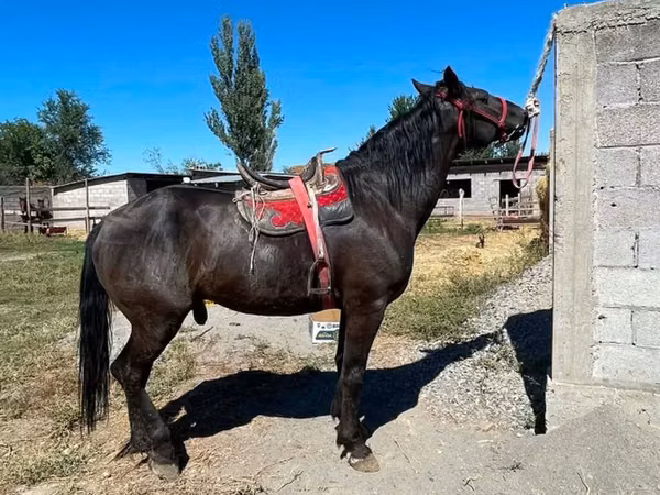 ცხენი, Karabair horse