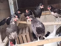 Chickens — zdjęcie 2