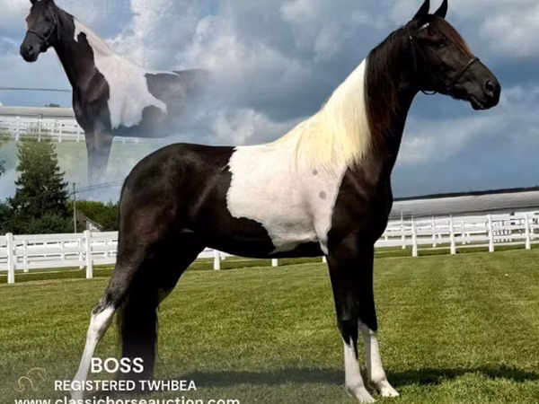 Cheval, Tennessee Walking Horse