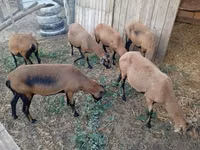 ცხვარი, Cameroon sheep — ფოტო 1