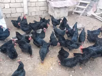 Australian Pit Game fowl — Foto 6