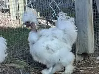 Silkie — photo 3