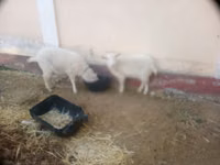 Dişi keçi, Irish goat — foto 5