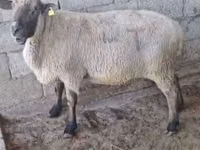 Baran, Hampshire sheep — zdjęcie 3