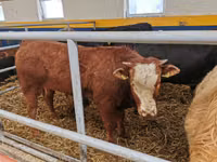 Bull, Simmental cattle — photo 1