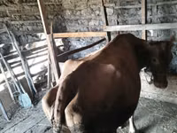 Уй, Симментал тукуму — сүрөт 4