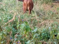 பசு, மாடுகள் — புகைப்படம் 3