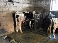 Touro, Raça Holstein — foto 4