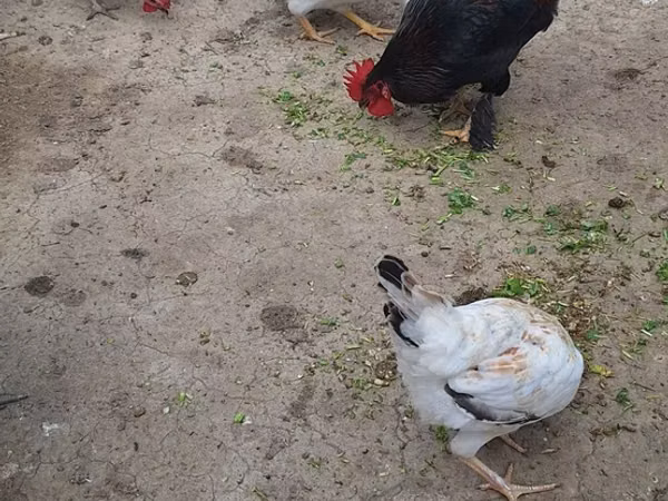 Chickens