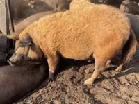 Schweine (Partie, Geschlecht nicht angegeben) — Foto 1