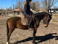 குதிரை, Hungarian horse breed — புகைப்படம் 4