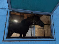 Cheval, Arabian horse — photo 5