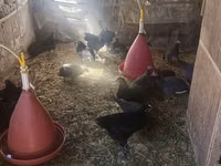Australorp — foto 3