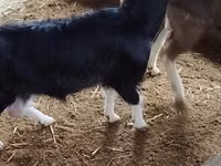 Echki, Alpine goat — 2-rasm