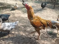 Chickens — الصورة 1