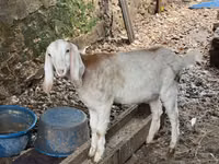 Koza, Nubian Goat — foto 4