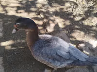 Ducks — Foto 5