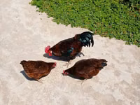 Chickens — 3-rasm