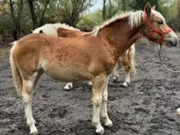 Égua, Haflinger — foto 3