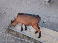 Keçi, Alpine goat — foto 6