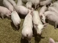 Porcs (lot, sexe non indiqué) — photo 1