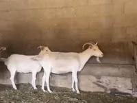 Chèvre, Pomellata goat — photo 1