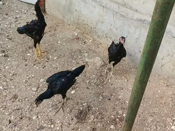 Chickens — Ázerbájdžán