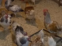 Chickens — photo 2