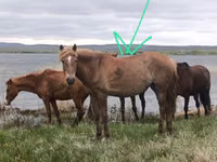 Pferde (Partie, Geschlecht nicht angegeben), Horse breed — Foto 5