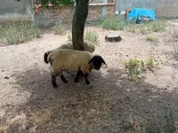 Koç, White Suffolk sheep — foto 4