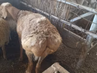 Sheep, Sheep — photo 2