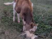 Krowa, Russian Black pied cattle — zdjęcie 5