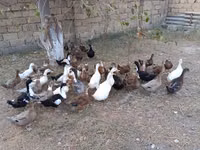 Německý pekin — foto 5
