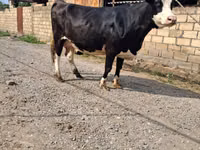 Kuh, Holstein-Rasse — Foto 4