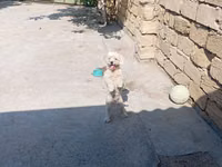 Satılır: Kiçik ölçülü ev iti və taxta it evi - Cins/Tip: Kiçik — foto 4