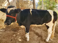 Buğa, Mal-qara — foto 2